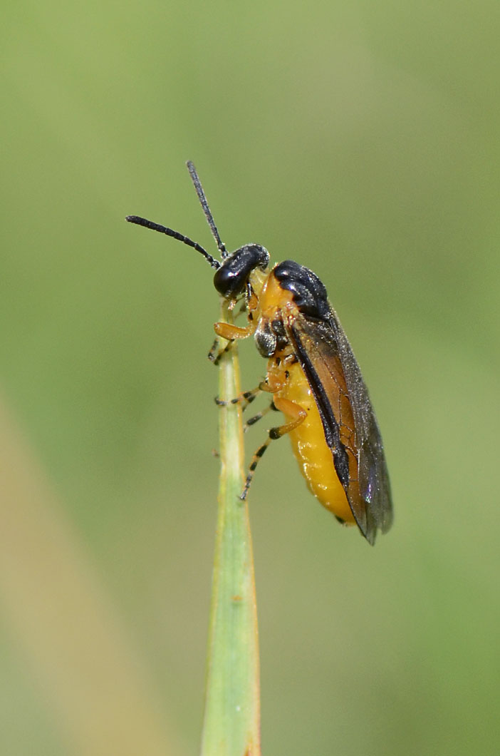 Athalia rosae? (Tenthredinidae) - monte Summano (VI)